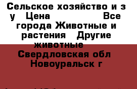 Сельское хозяйство и з/у › Цена ­ 2 500 000 - Все города Животные и растения » Другие животные   . Свердловская обл.,Новоуральск г.